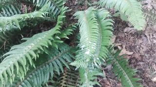 Cum on guys 2- Cum on a fern. What else would you like to see me cum on